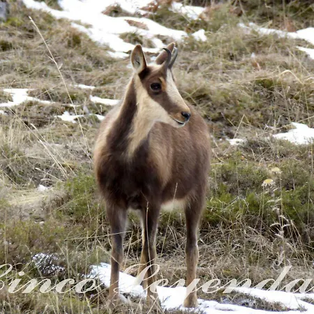 Cinco Leyendas Liegos
