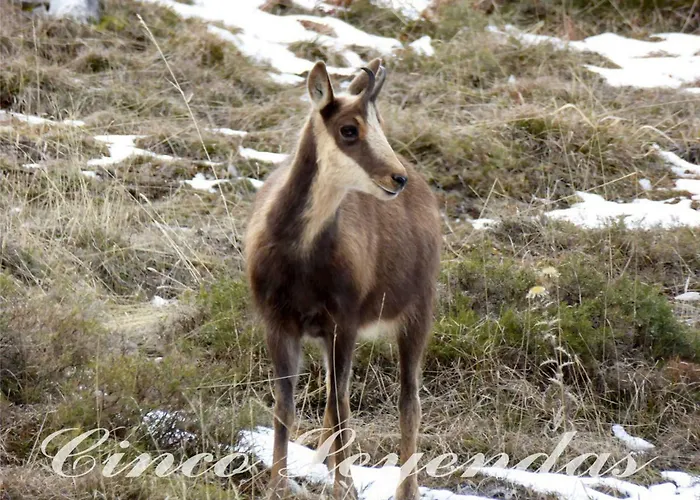 Cinco Leyendas Liegos